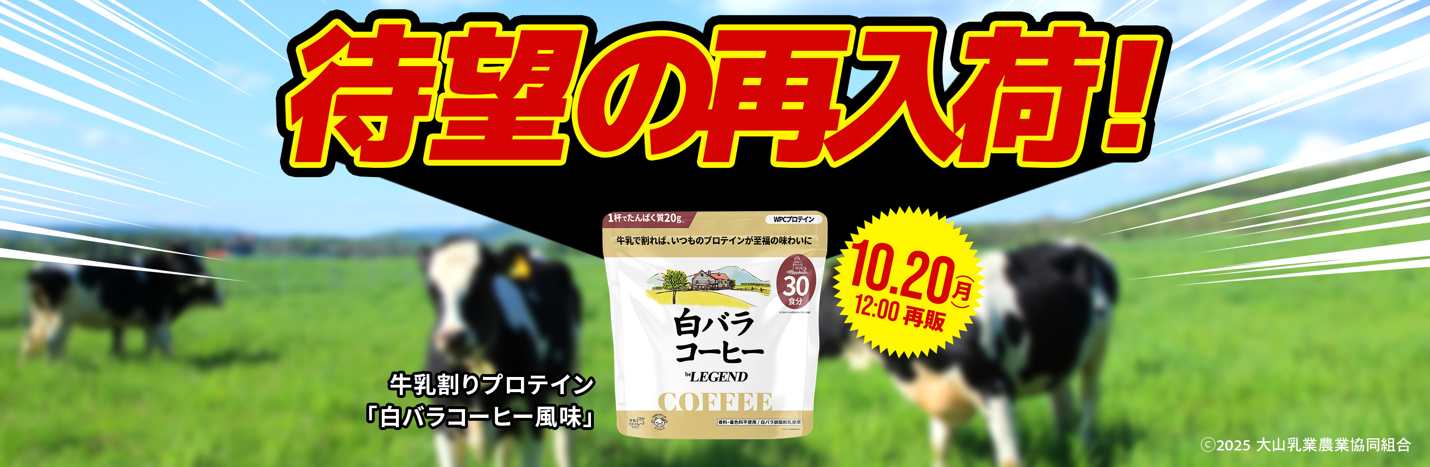 白バラコーヒー再販
