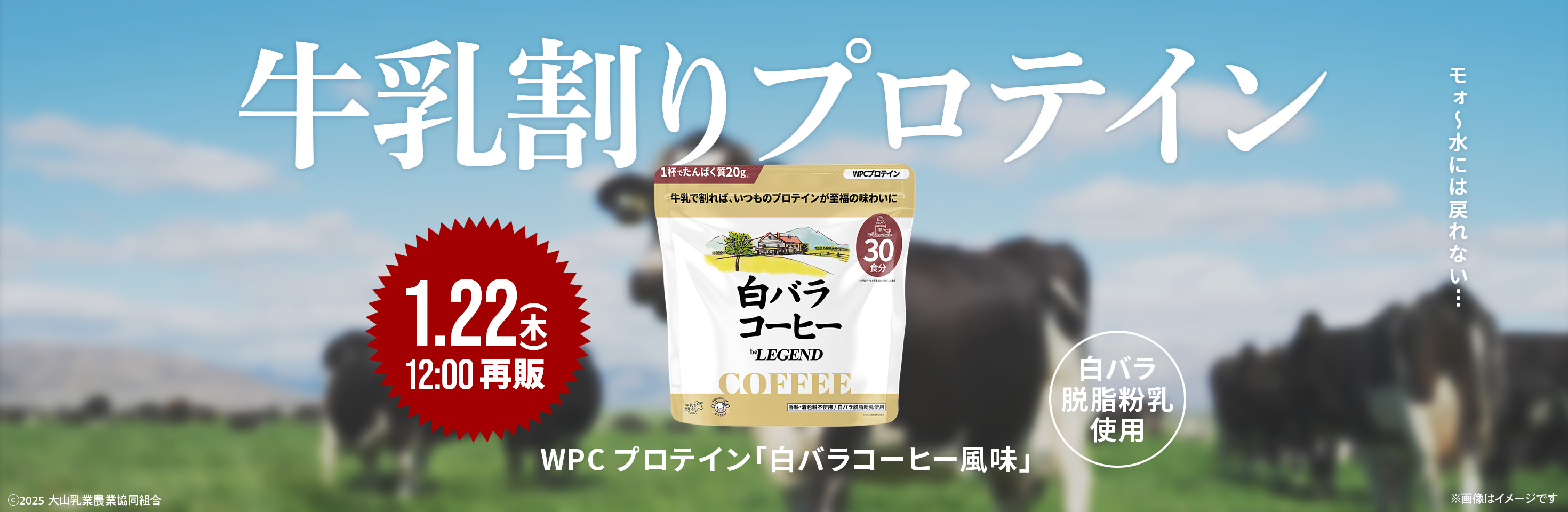 白バラコーヒー再販